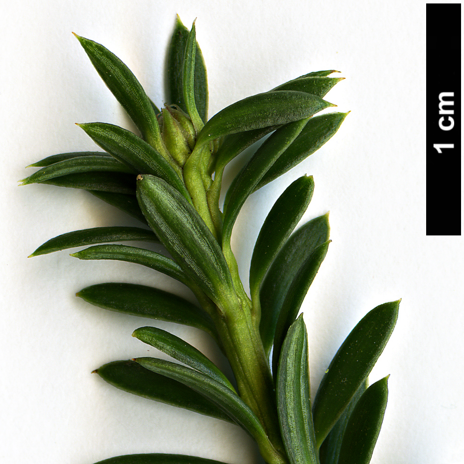 High resolution image: Family: Podocarpaceae - Genus: Podocarpus - Taxon: lawrencei